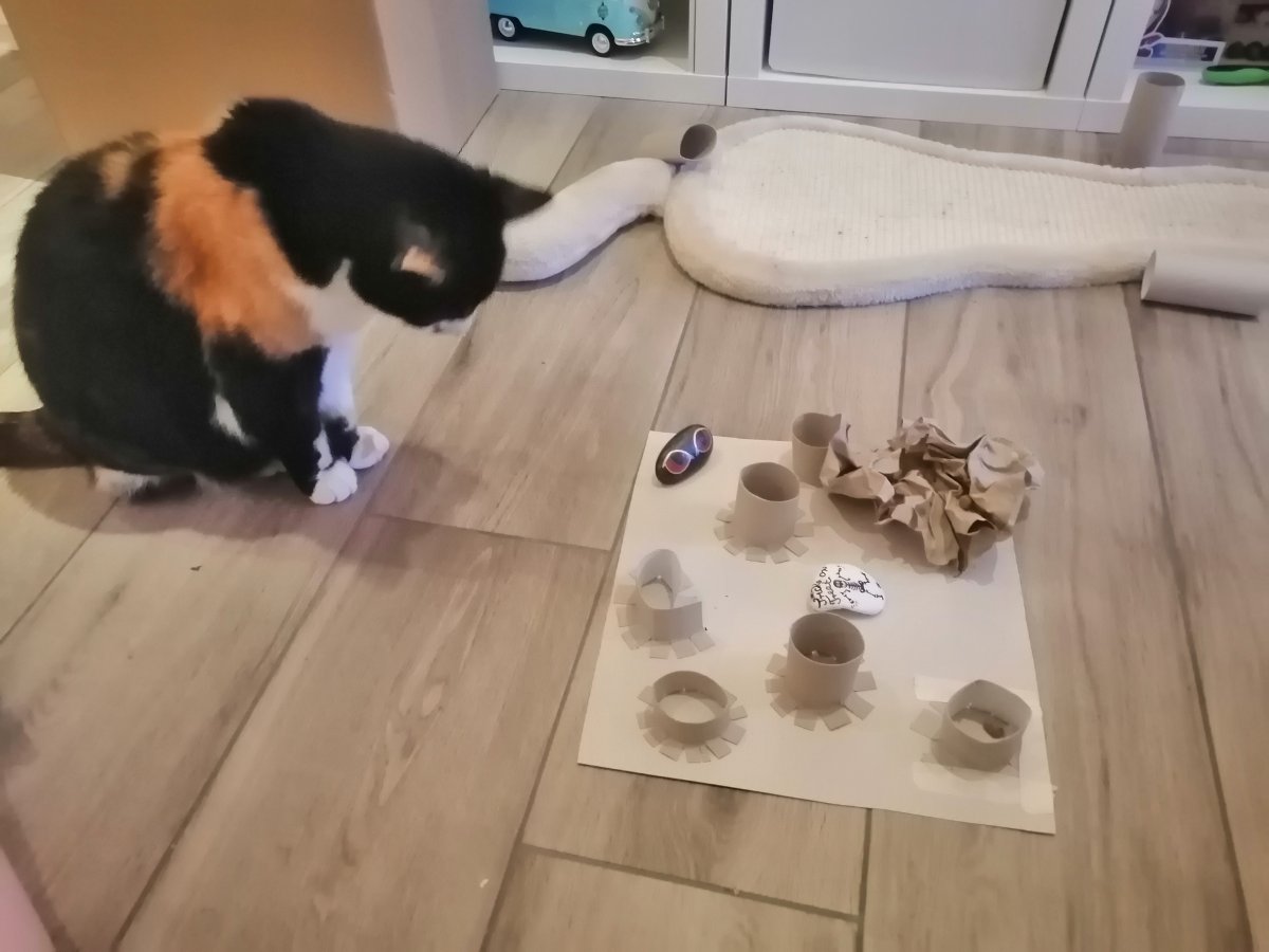 Katze 1