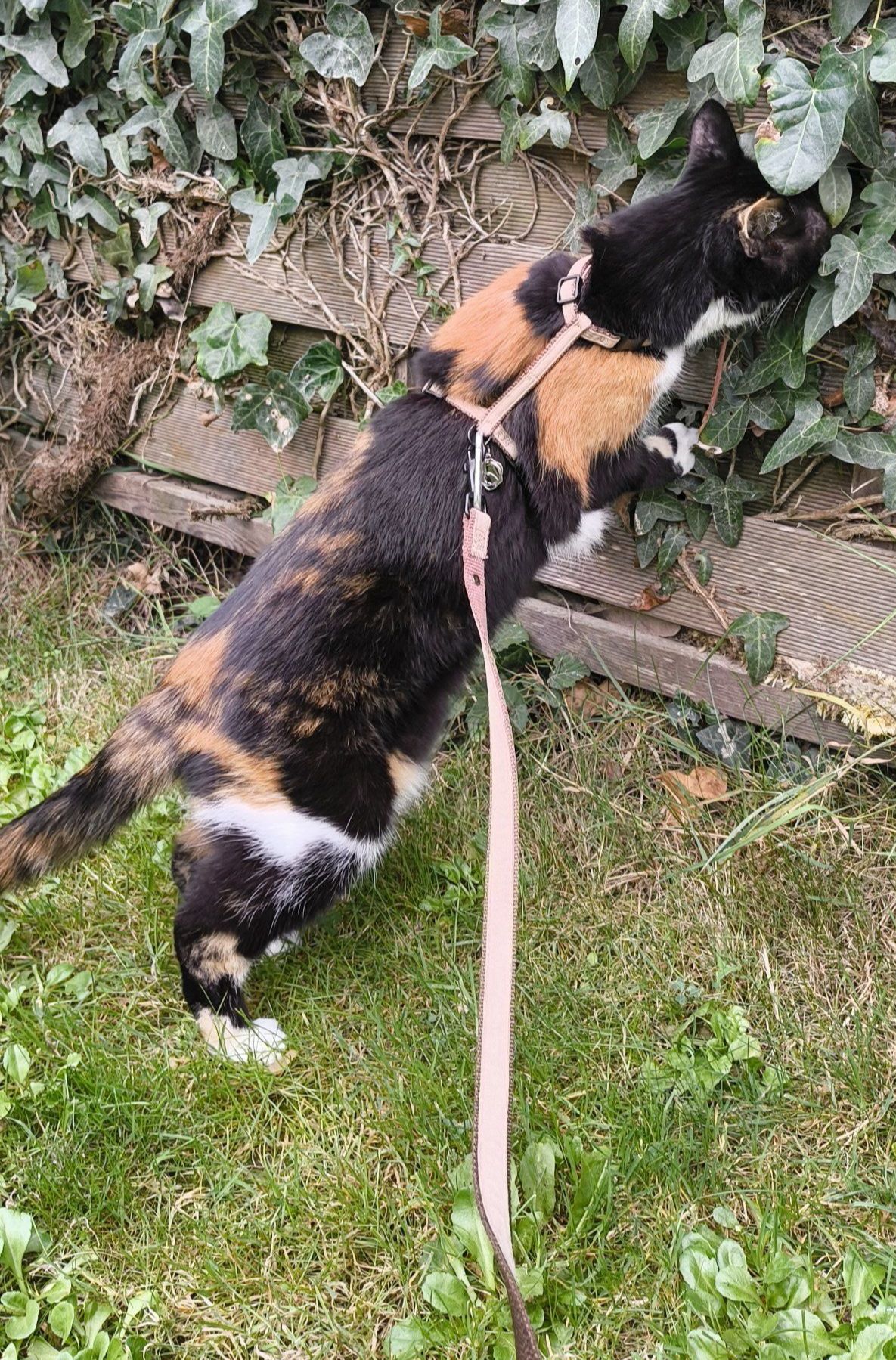 Neues Katzenbild rechts