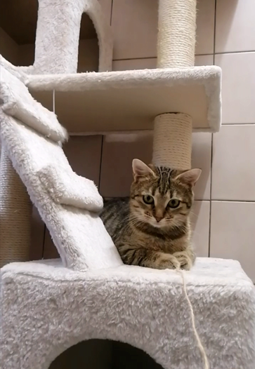 Katze 3